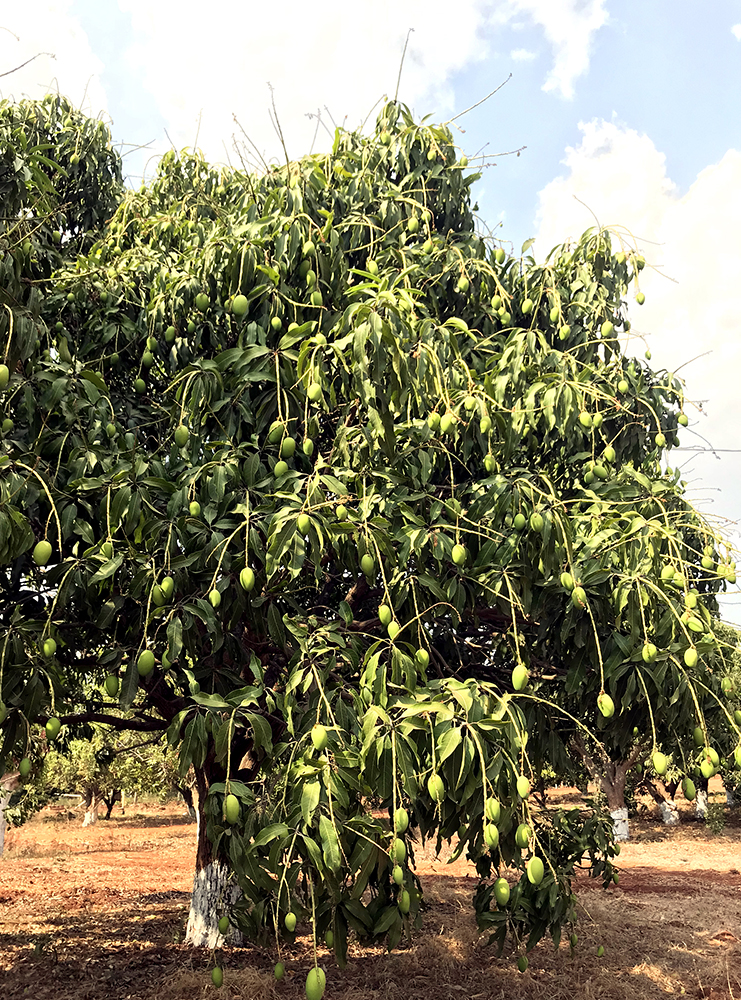 Mango Grove Urban Farms in Pudur Hyderabad - Janapriya.com