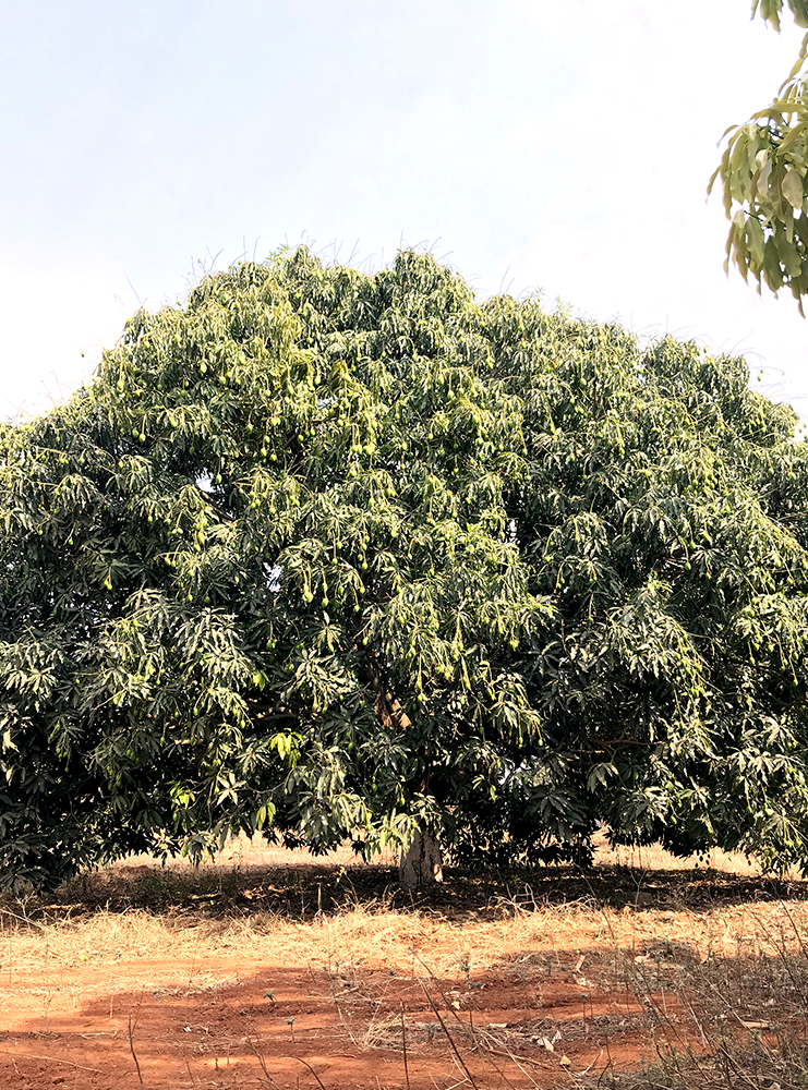 Mango Grove Urban Farms in Pudur Hyderabad